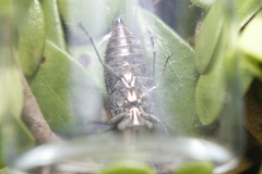 Poecilonota cyanipes