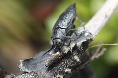 Poecilonota cyanipes