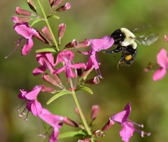 Bombus impatiens image