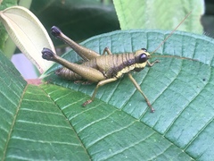 Eucosmetacris cingulata