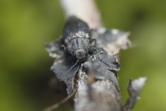 Poecilonota cyanipes