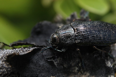 Poecilonota cyanipes