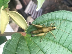 Eucosmetacris cingulata