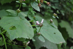 Phlomoides umbrosa