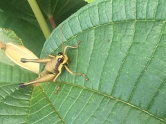 Eucosmetacris cingulata