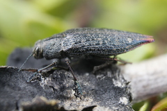 Poecilonota cyanipes
