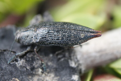 Poecilonota cyanipes
