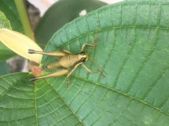 Eucosmetacris cingulata