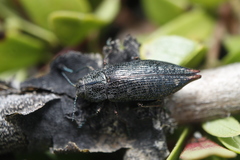 Poecilonota cyanipes