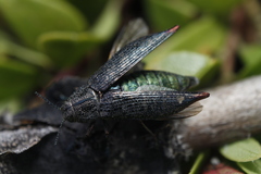 Poecilonota cyanipes