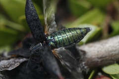 Poecilonota cyanipes