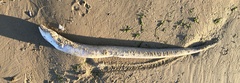 Conger orbignianus