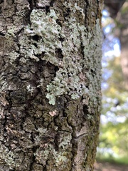 Hypotrachyna spumosa