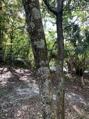 Hypotrachyna spumosa