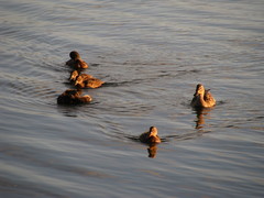 Anas platyrhynchos