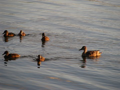 Anas platyrhynchos