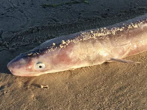 Argentine conger (Conger orbignianus) — Congridae — 2