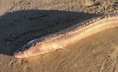 Conger orbignianus