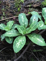 Stenorrhynchos albidomaculatum