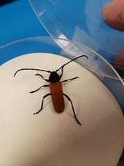 Tragidion coquus