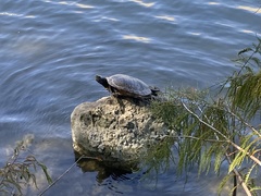 Trachemys scripta image