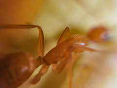 Camponotus micronesicus