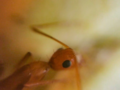 Camponotus micronesicus