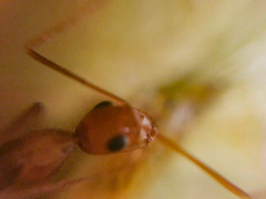Camponotus micronesicus
