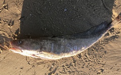 Urophycis brasiliensis