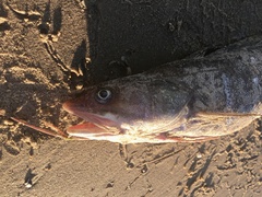 Urophycis brasiliensis