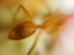 Camponotus micronesicus