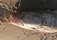 Urophycis brasiliensis