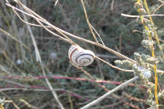 Xeropicta derbentina