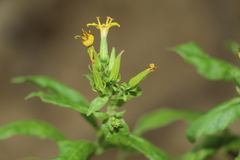 Trixis inula