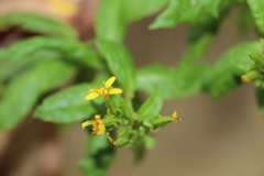 Trixis inula