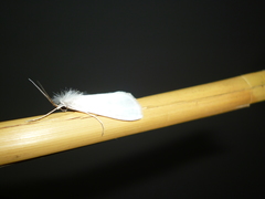 Rupela albinella