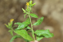 Trixis inula