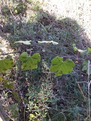 Vitis berlandieri