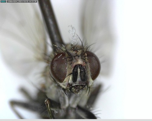iNaturalist observation photo of Flies