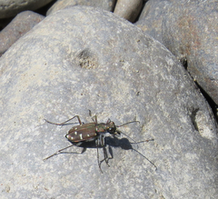 Cicindela oregona oregona