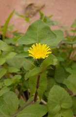 Sonchus oleraceus