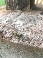 Syntomacris guttulosa