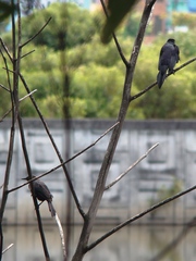 Quiscalus lugubris