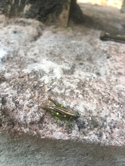 Syntomacris guttulosa