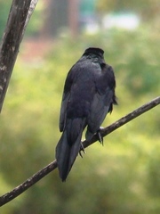 Quiscalus lugubris
