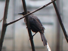 Quiscalus lugubris