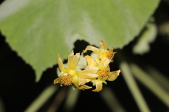 Ibarra's Abutilon (Abutilon ibarrense)