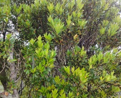 Metrosideros umbellata