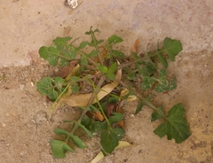 Sonchus