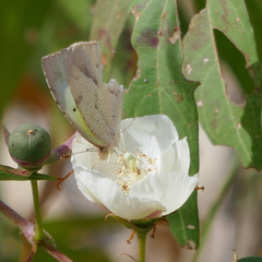 Abaeis mexicana